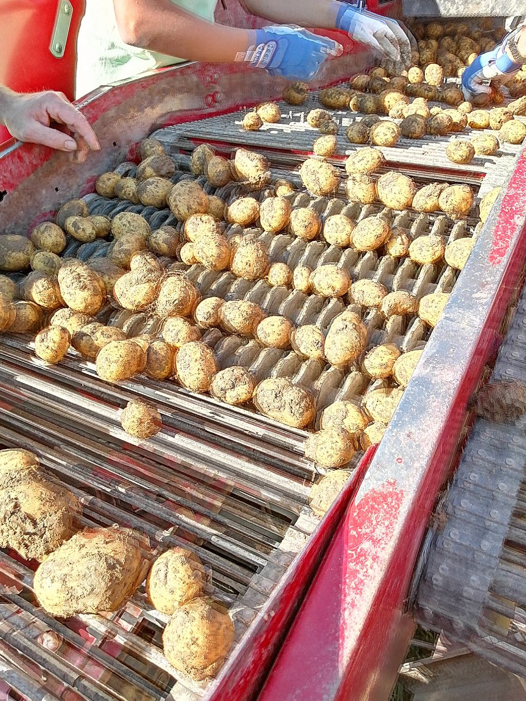 Kartoffeln 1