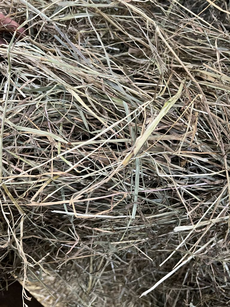 Heu: Heu zu verkaufen kaufen - Landwirt.com
