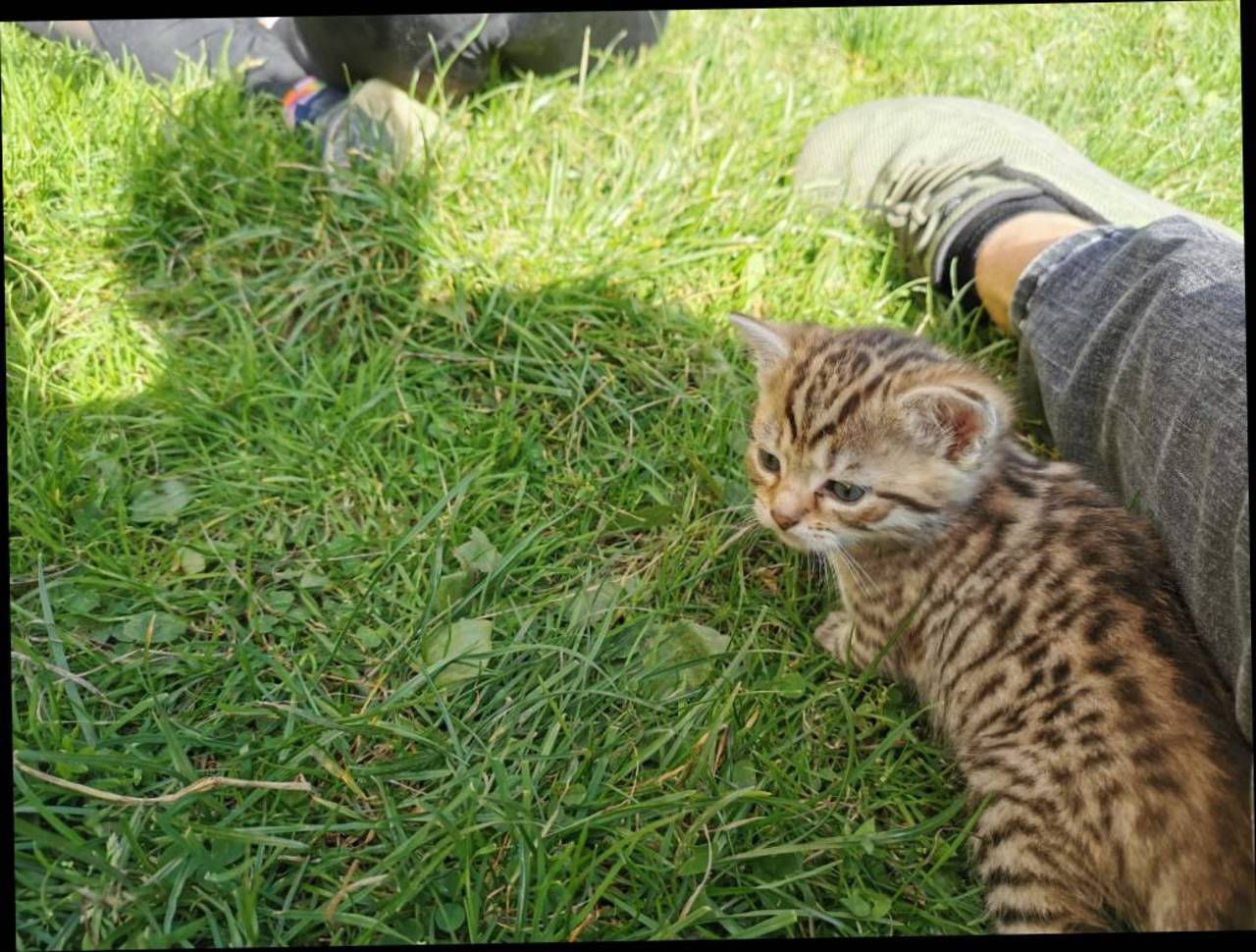 Katzenbabys Kleine Katzen Zu Verschenken Kaufen Landwirt Com