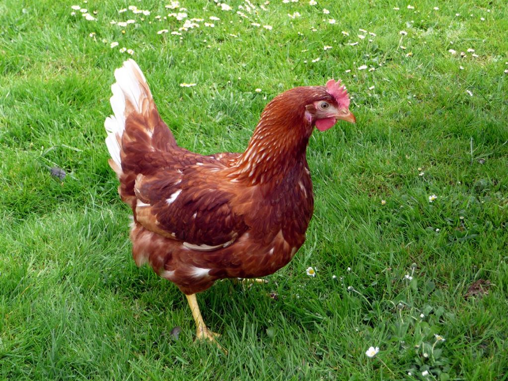 Legehennen: LSL Lohmann braun Legehennen zu verkaufen kaufen - Landwirt.com
