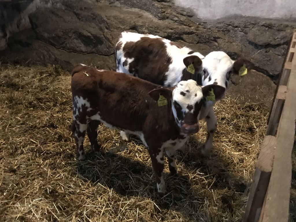 Normande Kalbinnen Bio 2