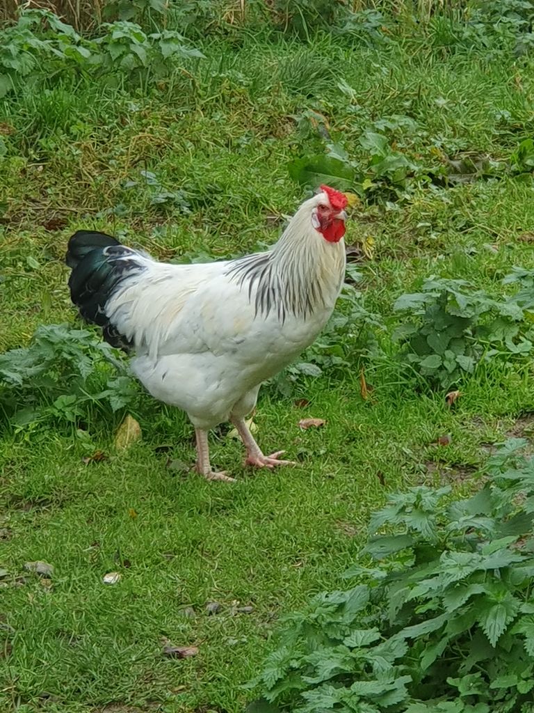 Arbos: Hahn Zu Verschenken Gebraucht Kaufen - Landwirt.com