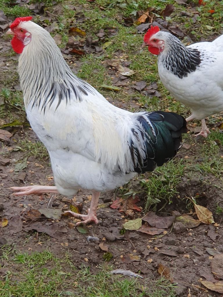 Arbos: Hahn Zu Verschenken Gebraucht Kaufen - Landwirt.com