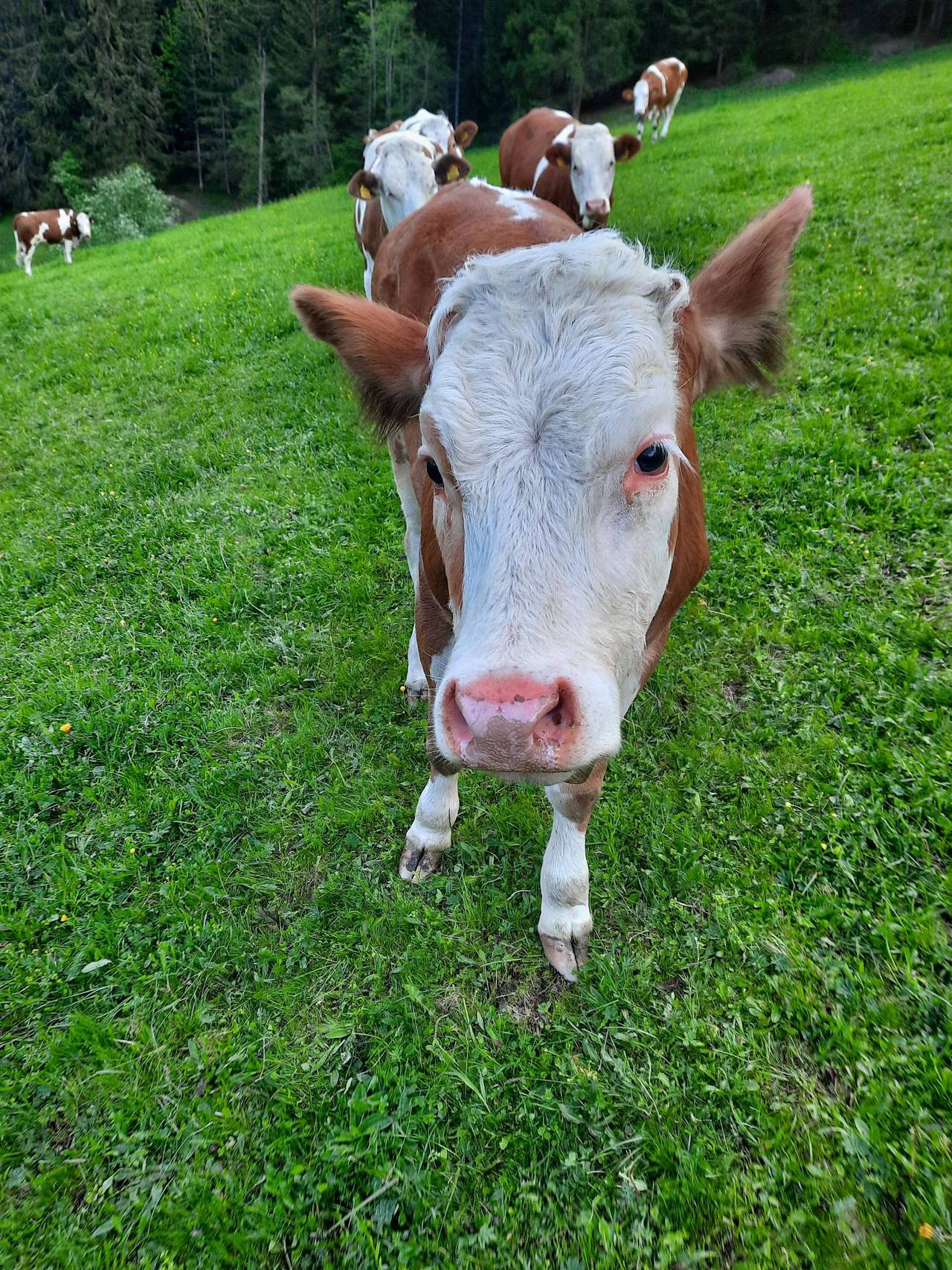 Suche noch FV Zuchtkälber mit Abstammung max. 2 Monate alt 1