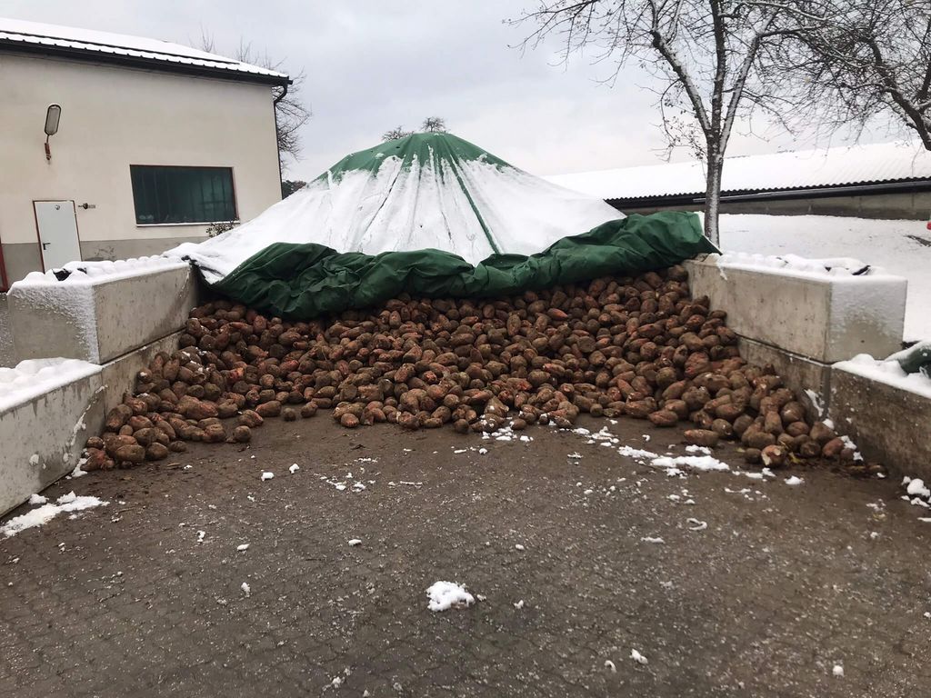 Sonstige Futtermittel Futterrüben kaufen