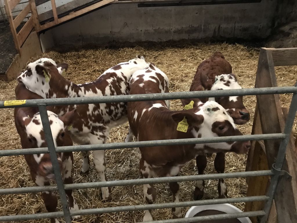 Normande Kalbinnen Bio 1