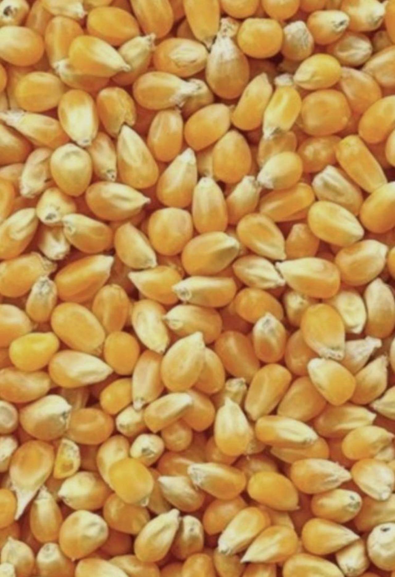 Verkaufe Körnermais 1