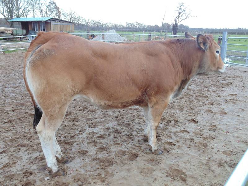 Sonstige Rinderrassen: Parthenaise kaufen - Landwirt.com