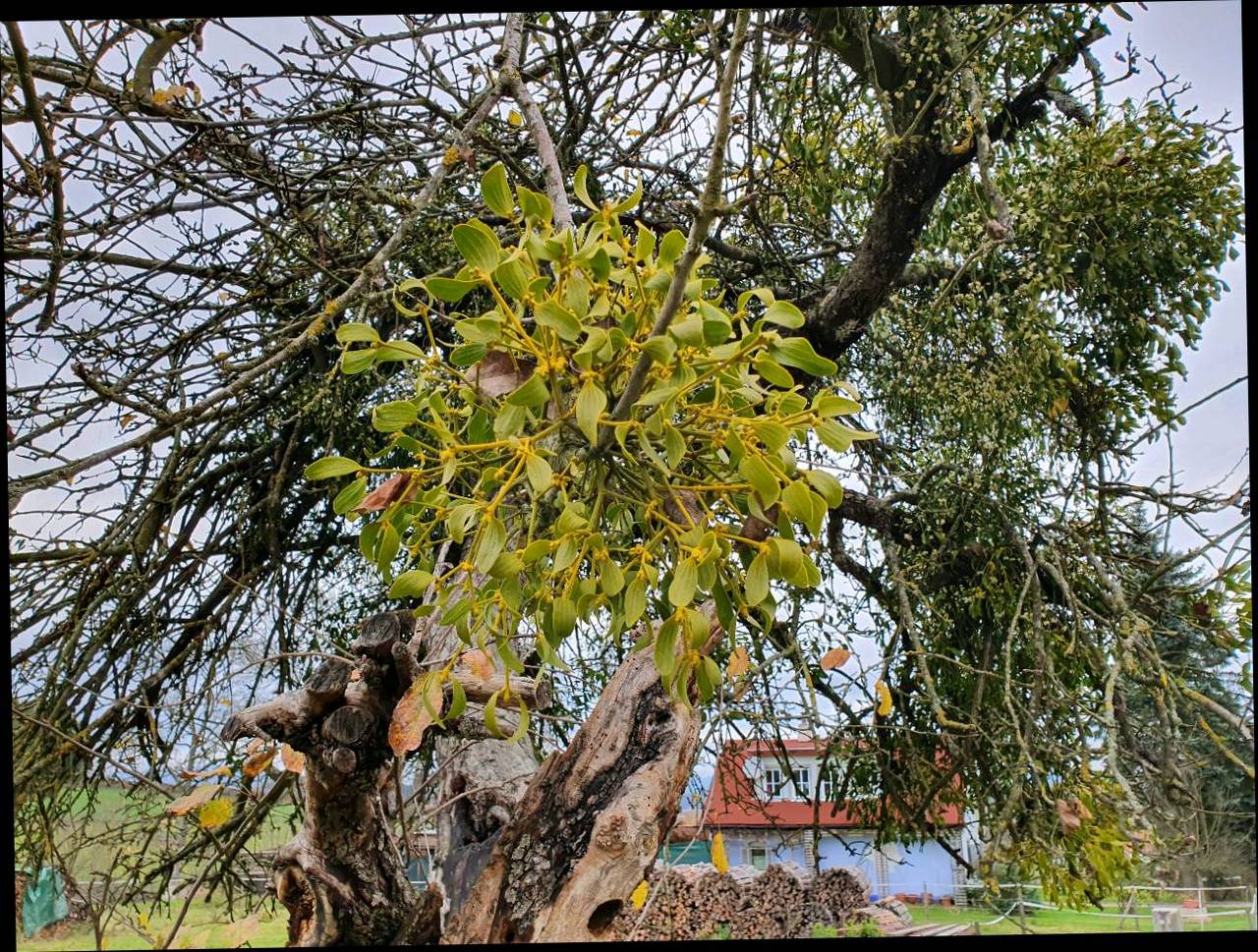 Sonstige Haus und Garten: Mistelzweige kaufen - Landwirt.com