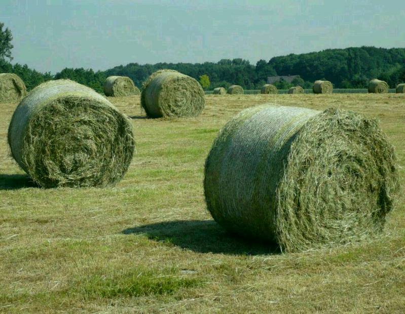 Heu Heuballen kaufen Heu Heuballen kaufen