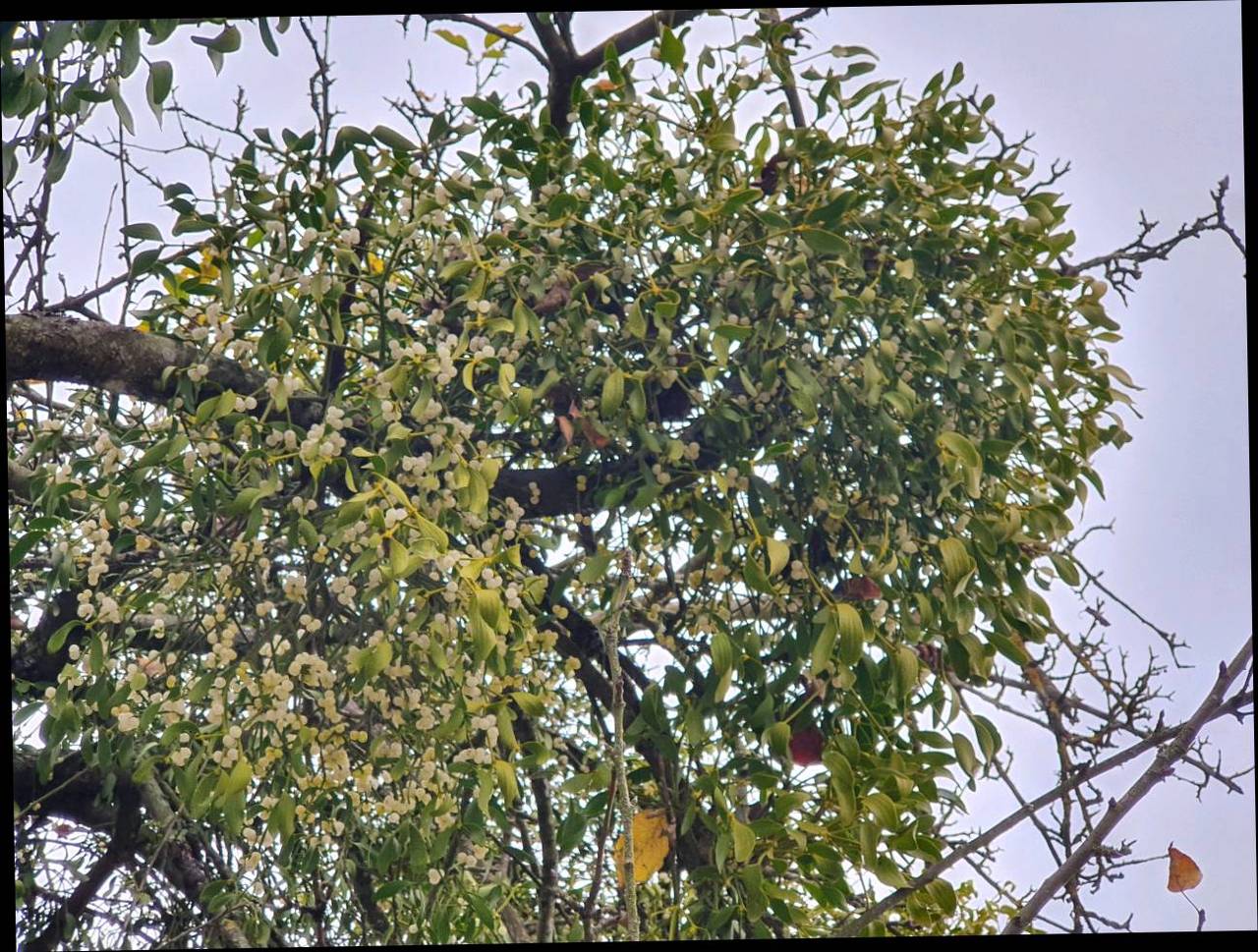 Sonstige Haus und Garten: Mistelzweige kaufen - Landwirt.com