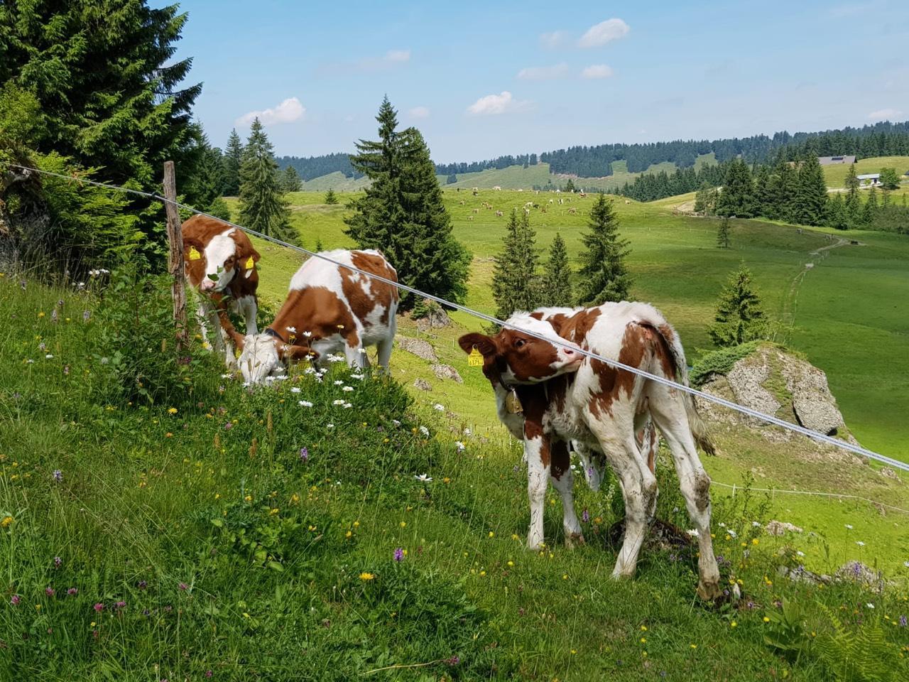 Pacht: Landwirtschaft zu pachten kaufen - Landwirt.com