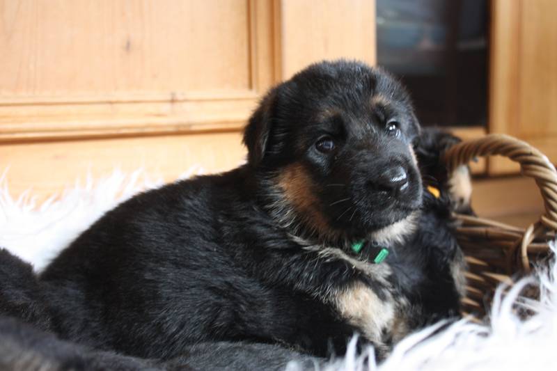 Wunderschone Deutsche Schaferhund Welpen Suchen Zuhause
