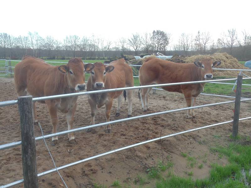 Sonstige Rinderrassen: Parthenaise kaufen - Landwirt.com