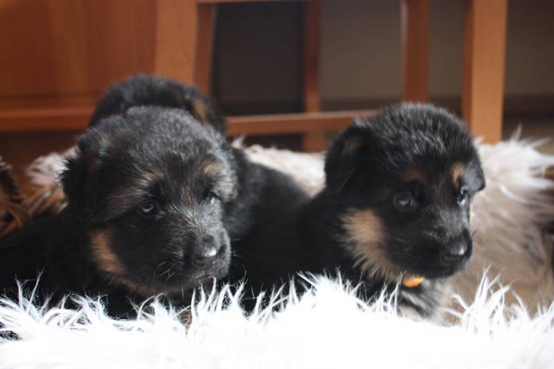 Wunderschone Deutsche Schaferhund Welpen Suchen Zuhause