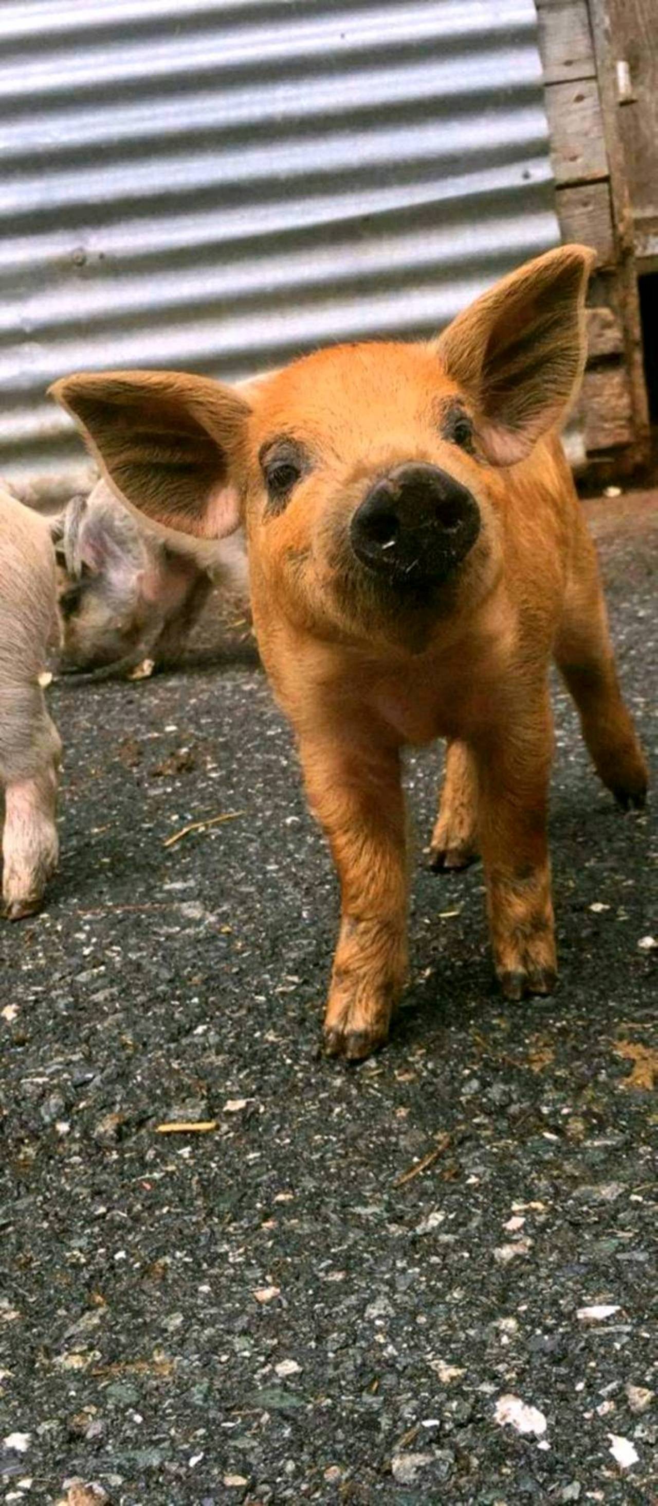 Schweinemarkt Bio Mangaliza Ferkel kaufen