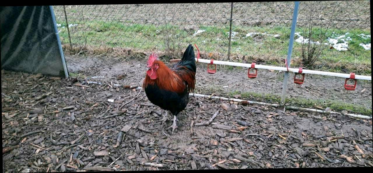 Sonstiges Geflügel: Amrocks Hähne kaufen - Landwirt.com