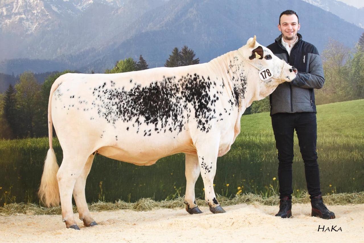 Sonstige Rinderrassen: Pustertaler Sprinzen kaufen - Landwirt.com