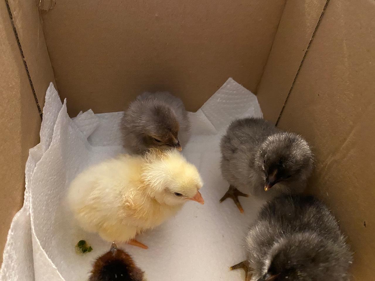 Küken Buntleger küken kaufen