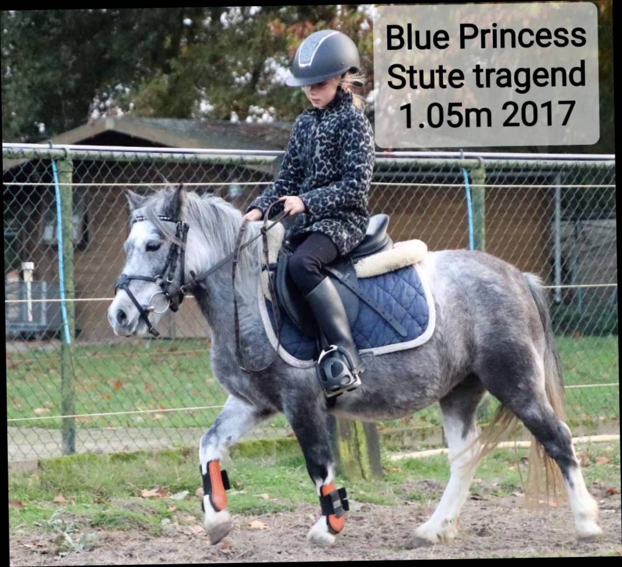 Pferdemarkt Pony: Pony-Stute!!! kaufen - Landwirt.com