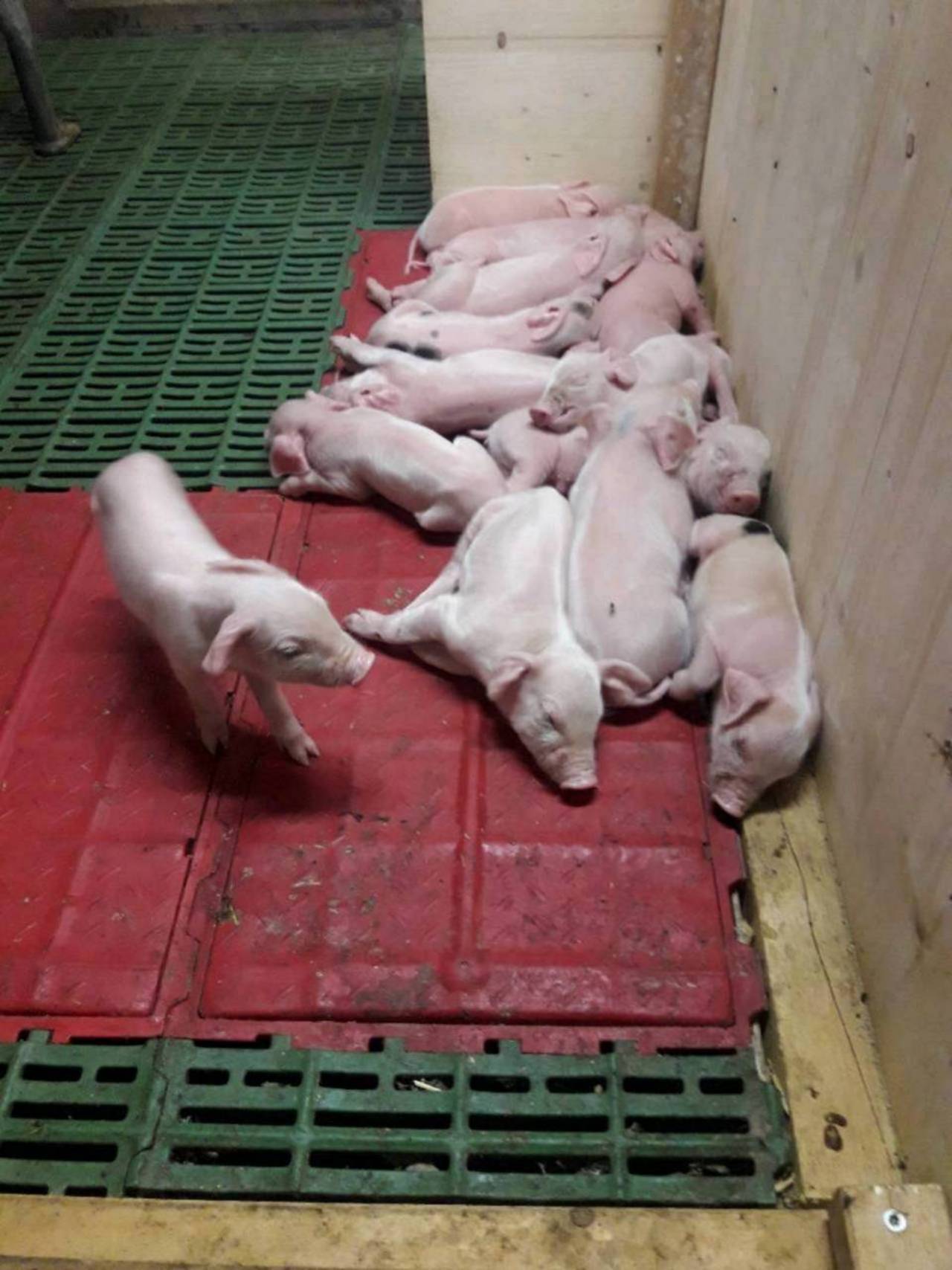 Schweinemarkt Verkaufe Ferkel kaufen