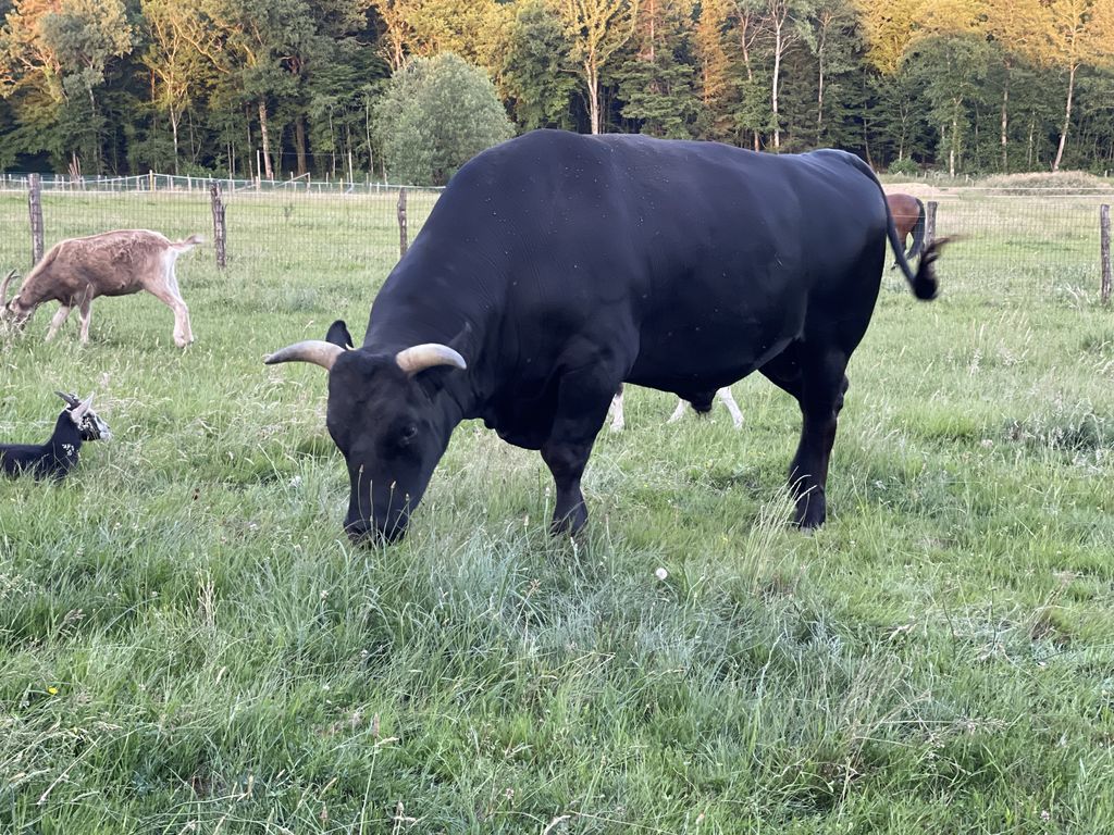 Altag Rind Wagyu Rinder Original | DAS BESTE WAGYU AUS JAPAN – BKZXTZ