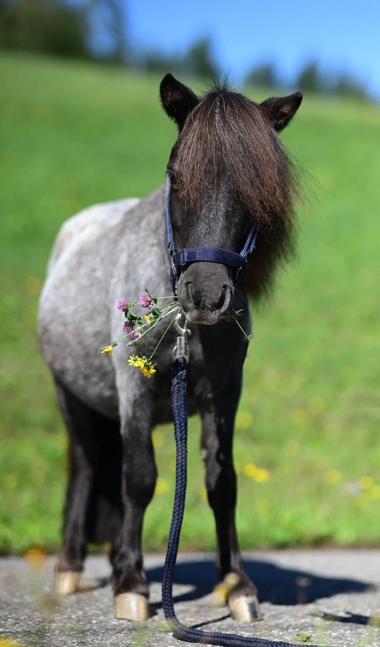 Pferdemarkt Pony: Pony Kaufen - Landwirt.com