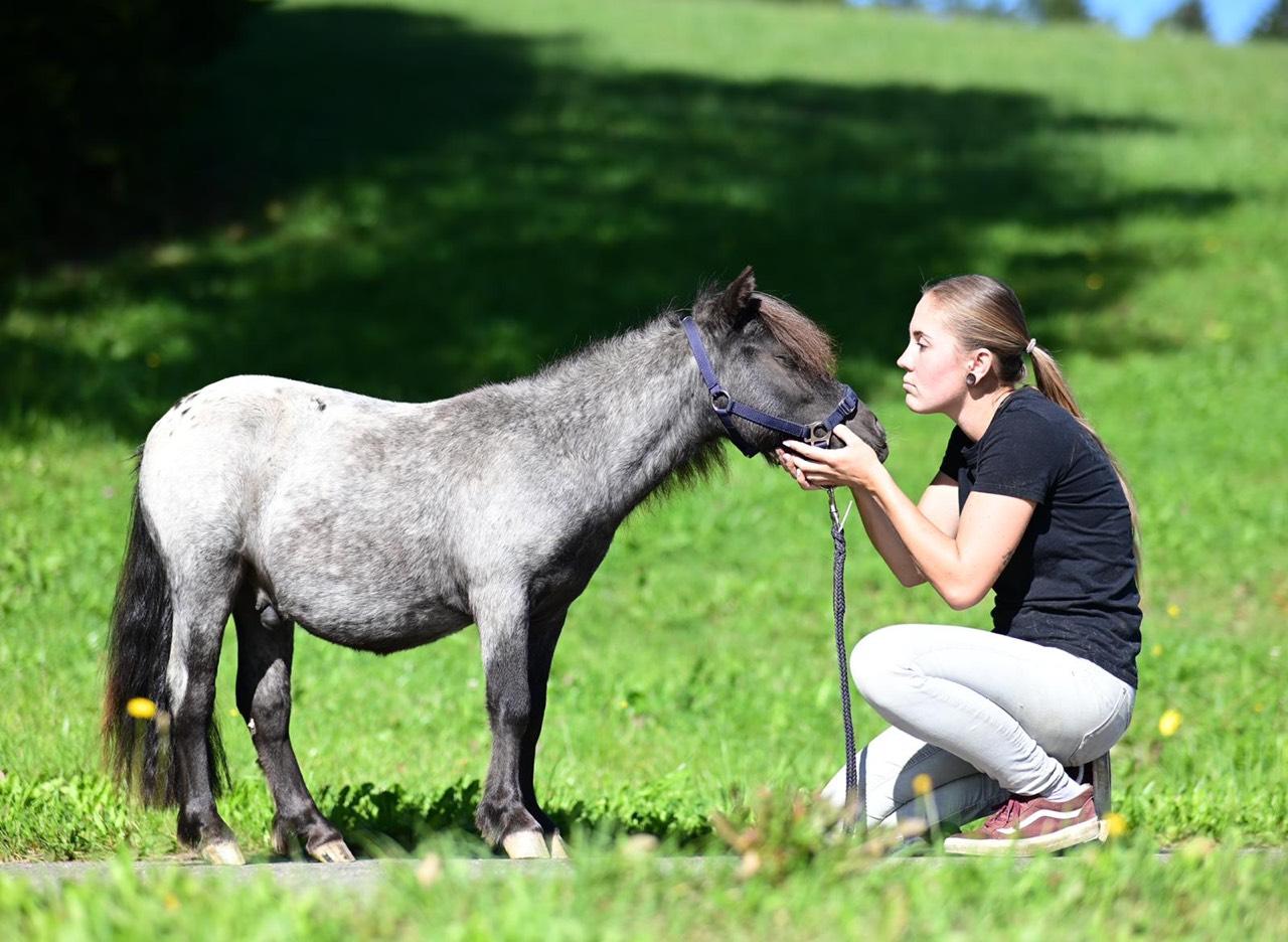 Pferdemarkt Pony: Pony Kaufen - Landwirt.com