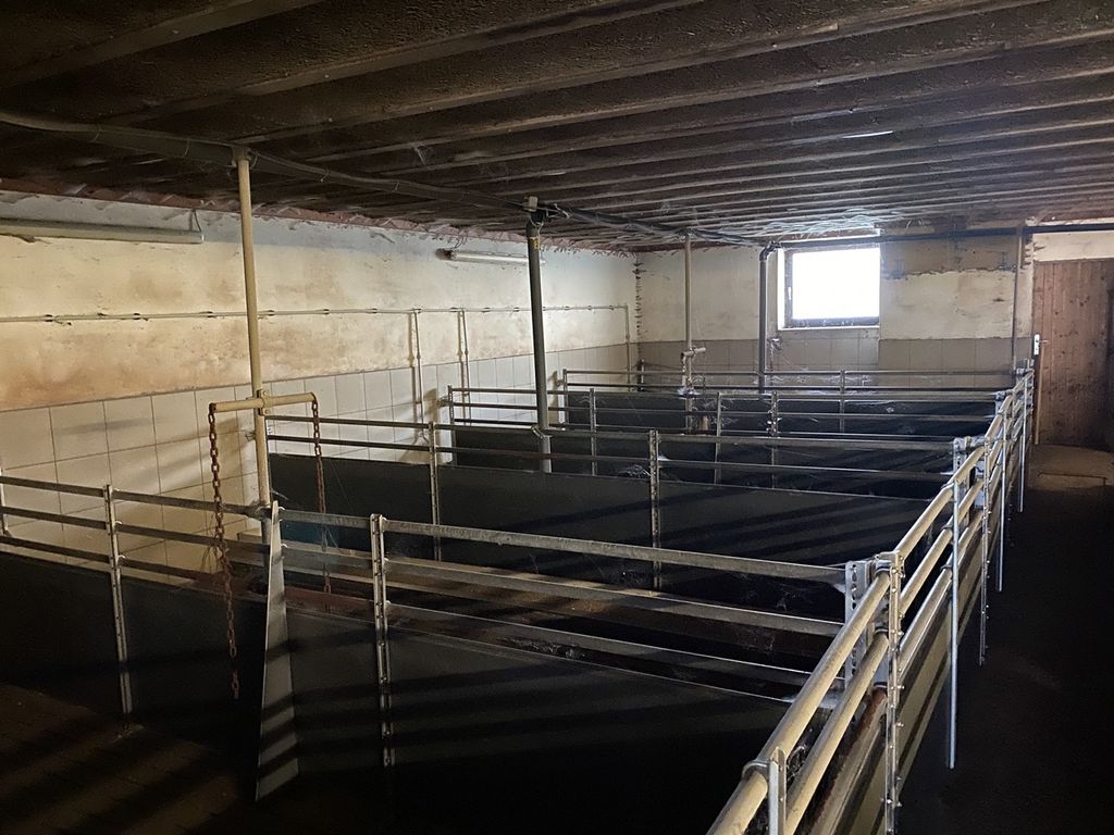 Aufstallung Schweine Aufstallung für Schweinemast inkl