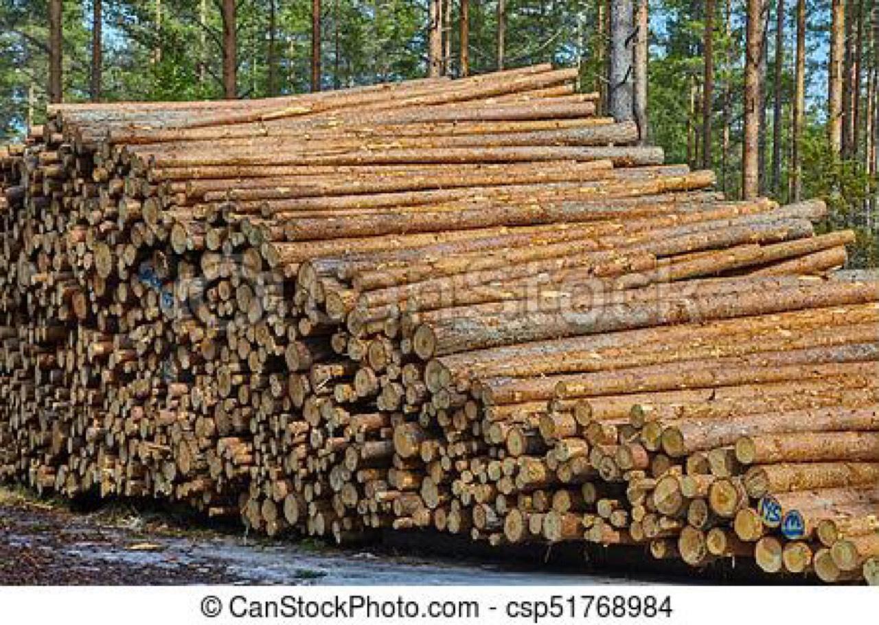 Kaufe Holz aller Arten - Gipfelholz, Käferholz usw. 2