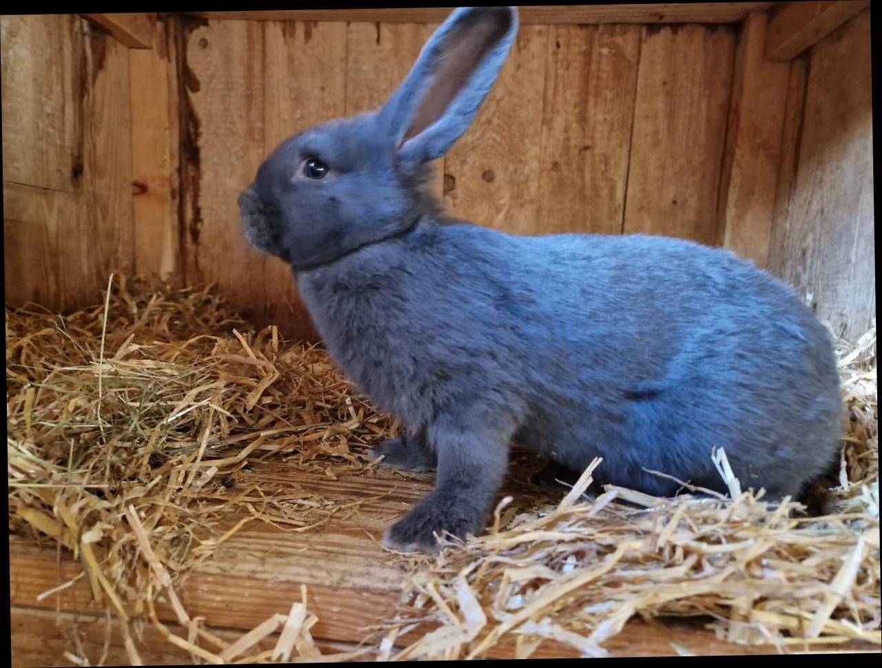 Riesenkaninchen: Blauer Wiener Hasen kaufen - Landwirt.com