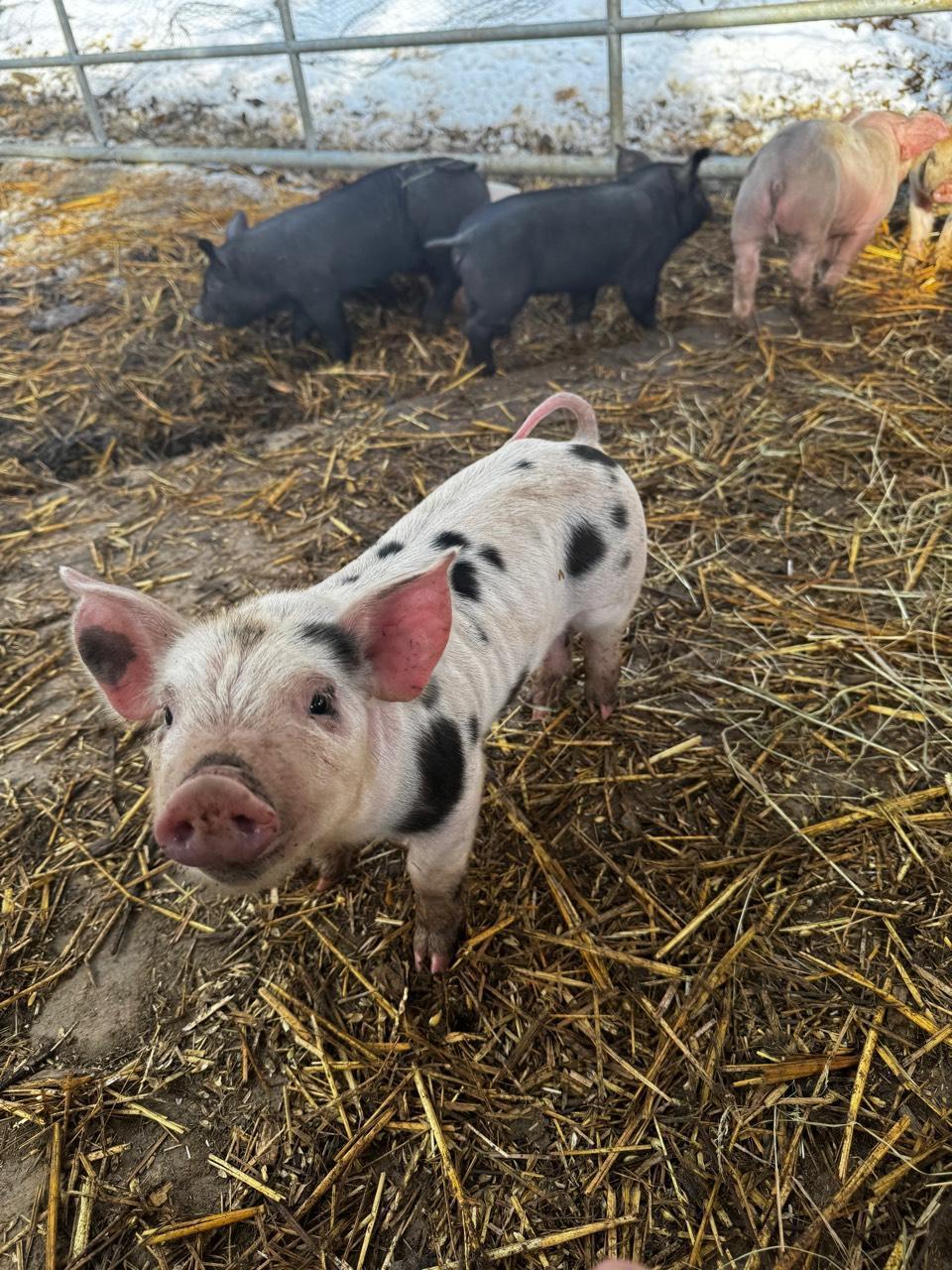 Schweinemarkt Ferkel Duroc x SchwäbischHällisches Landschwein kaufen Schweinemarkt Ferkel Duroc x SchwäbischHällisches Landschwein kaufen