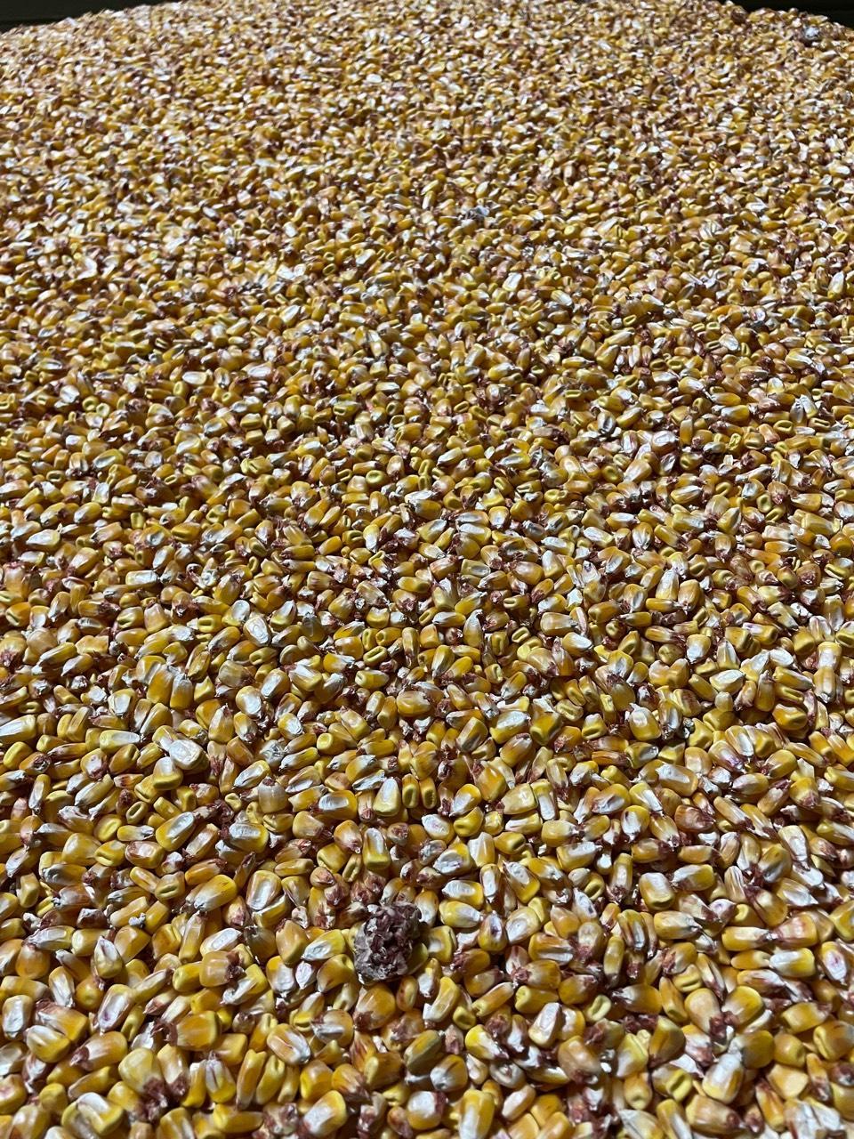 Körnermais 1