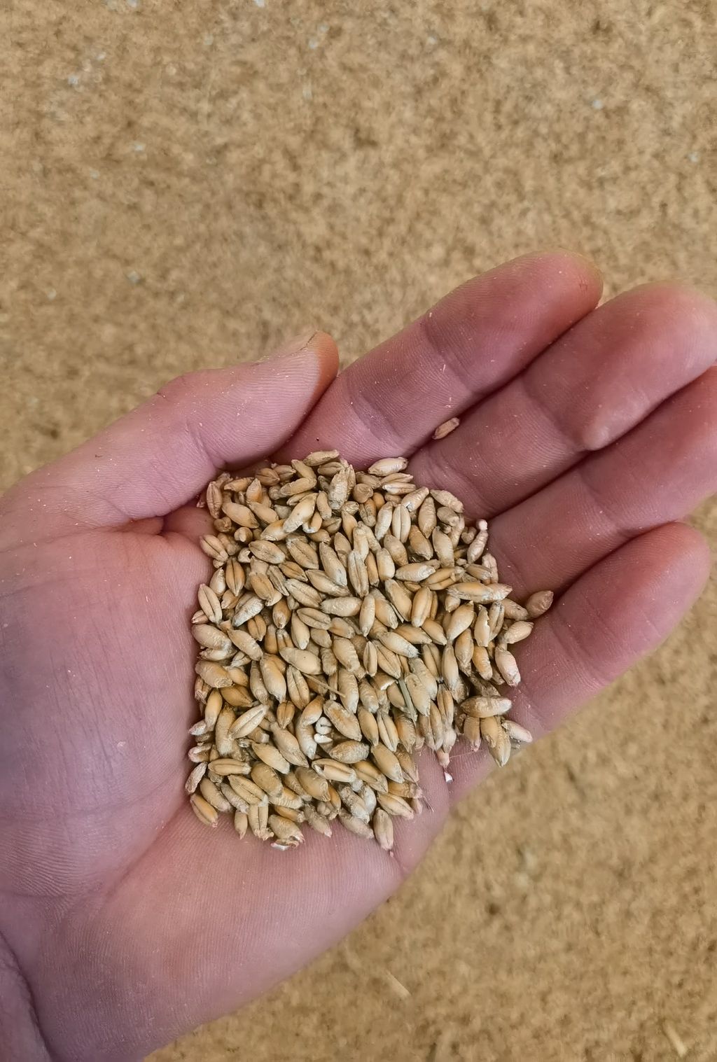 Triticale Bio, Futtergetreide,  Bio Austria, Naturland zert. 1