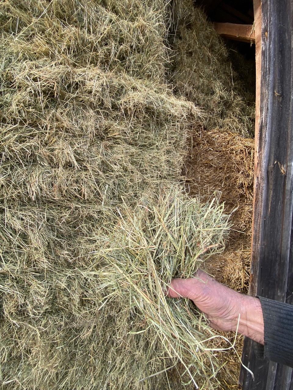 Heu, Quaderballen, Heuquaderballen 1. Schnitt 2025 2