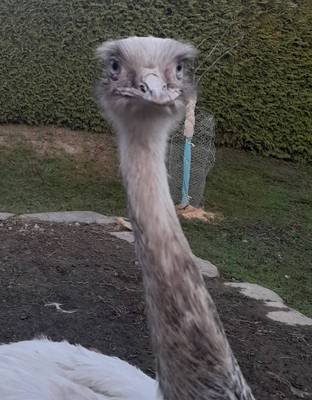 J ..