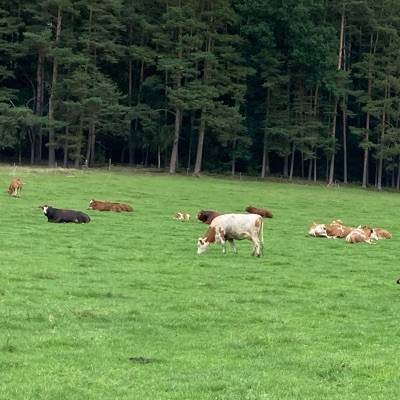 ReinholdSchwingenschlögl