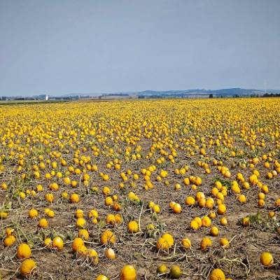 BiolandwirtschaftSchramm