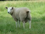 HeinzGutlederer