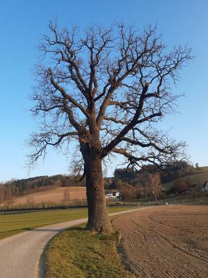 FranzStreicher