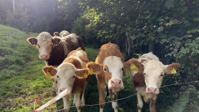 AnnalenaQuehenberger