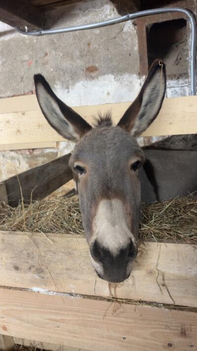 JohannesMitterberger