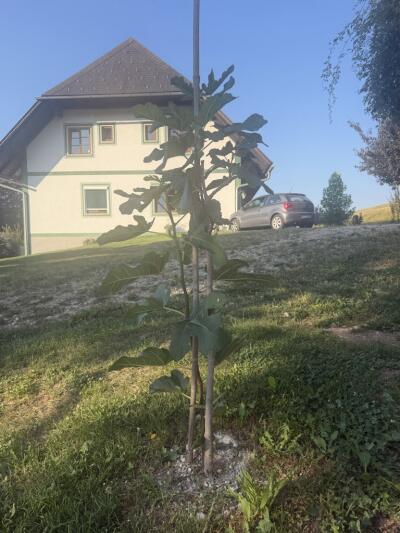 WernerMoosbacher