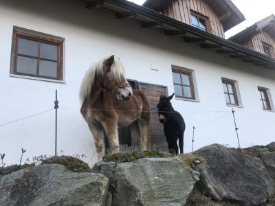 RomanHöllwieser