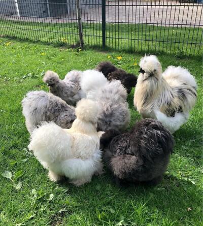 RasseHühnerSteiermark