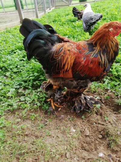 AugustinusPichler