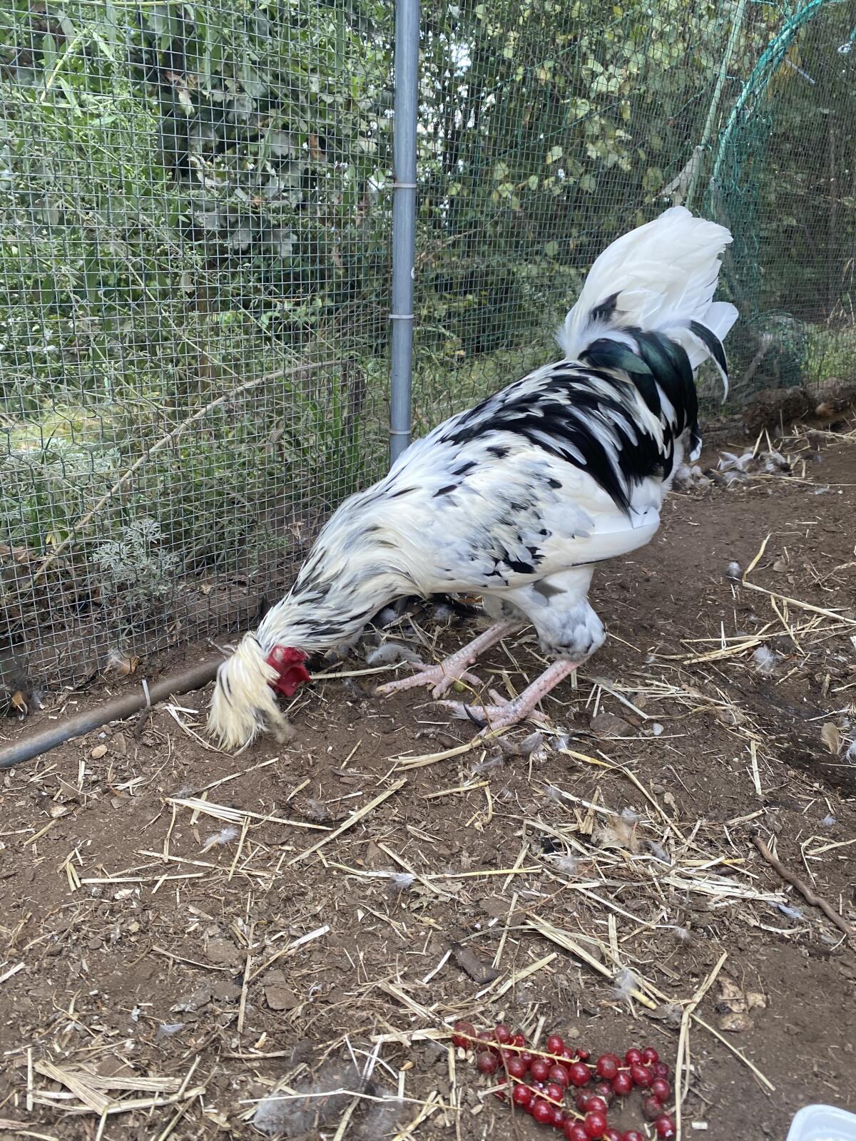 Prächtiger Sandschak Kräher Junghahn 2