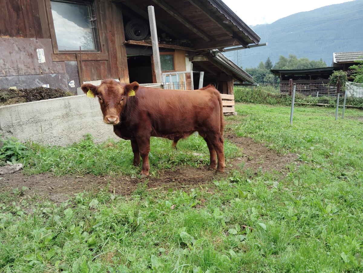 Dexter Rinder verkauft 1