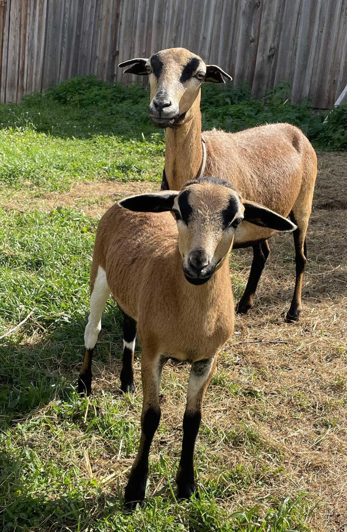 Kamerun Lamm weiblich 2