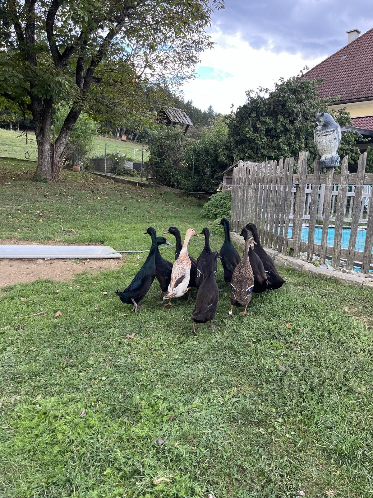Junge Laufenten, Schneckenfresser, Enten 2